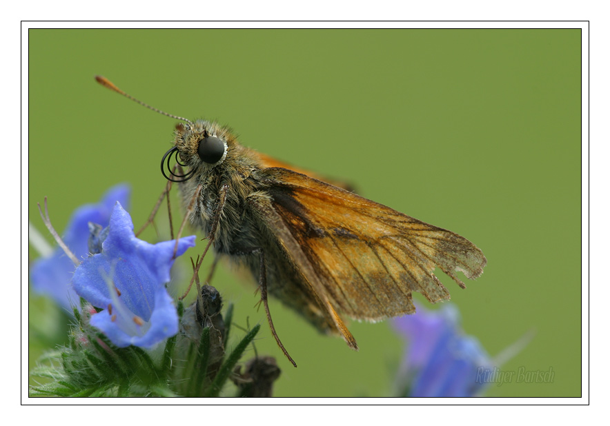Foto - Bild- Rostfarbiger Dickkopffalter, Ochlodes venatus, M�nnchen