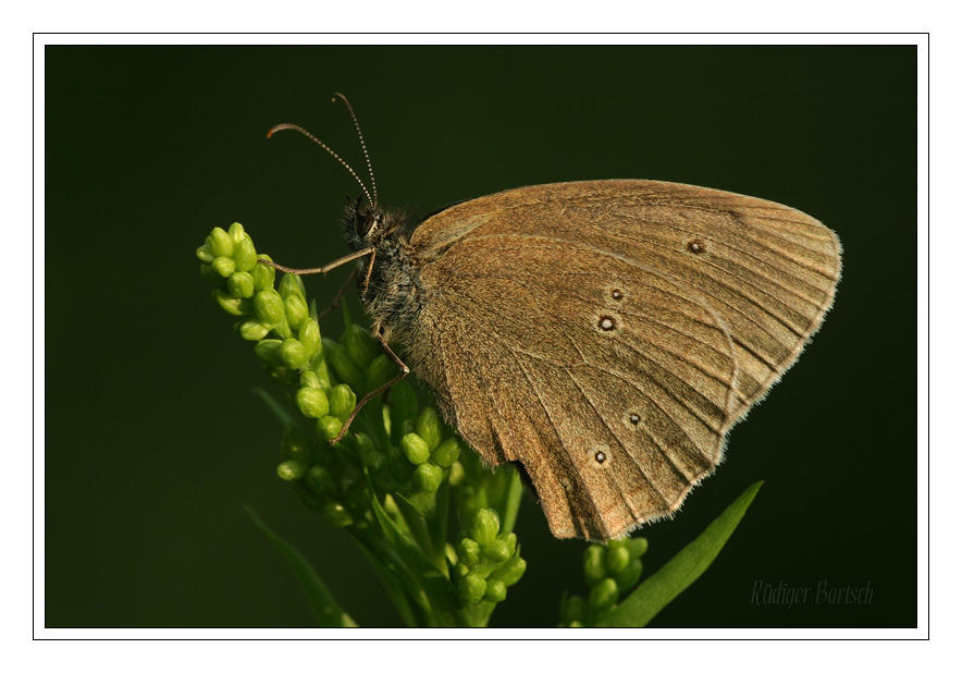 Foto - Bild- Schornsteinfeger, Aphantopus hyperantus 