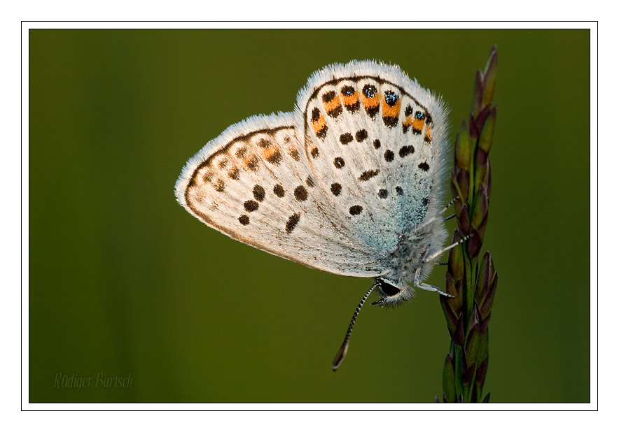 Foto - Bild- Argus-Bl�uling, Plebeius argus, M�nnchen