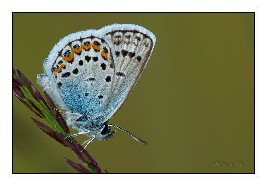 Foto - Bild- Argus-Bl�uling, Plebeius argus, M�nnchen