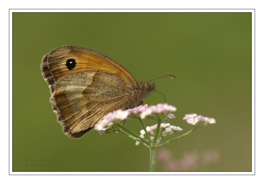 Foto - Bild- Gro�es Ochsenauge, Maniola jurtina