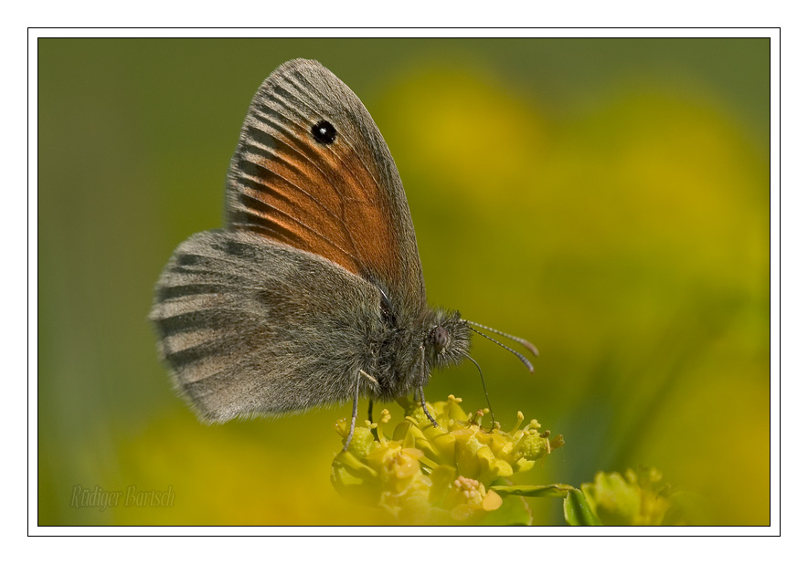 Foto - Bild- Kleines Wiesenv�gelchen, Coenonympha pamphilus