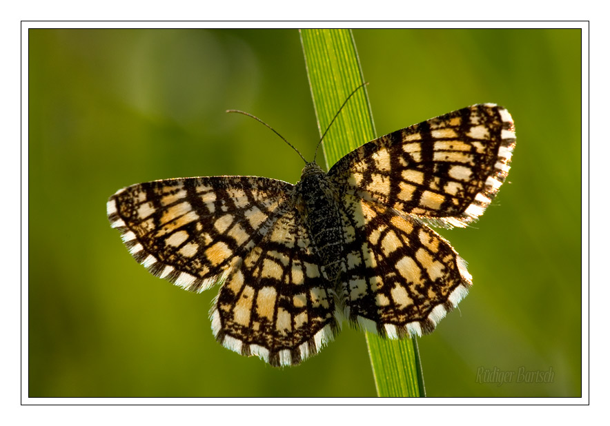 Foto - Bild- Gitterspanner, Semiothisa clathrata