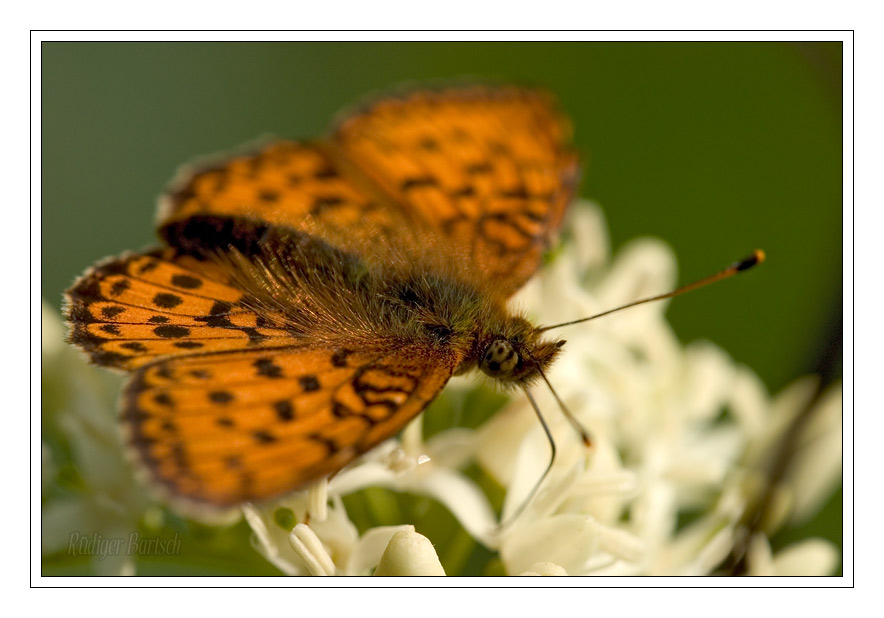 Foto - Bild- M�des��-Perlmutterfalter, Brenthis ino