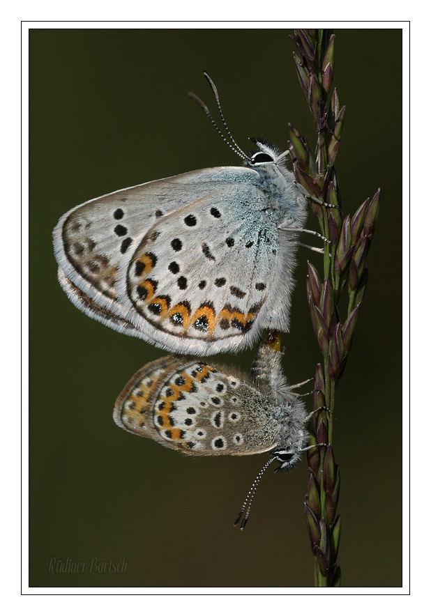 Foto - Bild- Argus-Bl�uling, Plebeius argus, Paarung