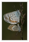 Foto Argus-Bl�uling, Plebeius argus, Paarung