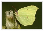 Foto Zitronenfalter, Gonepteryx rhamni, M�nnchen