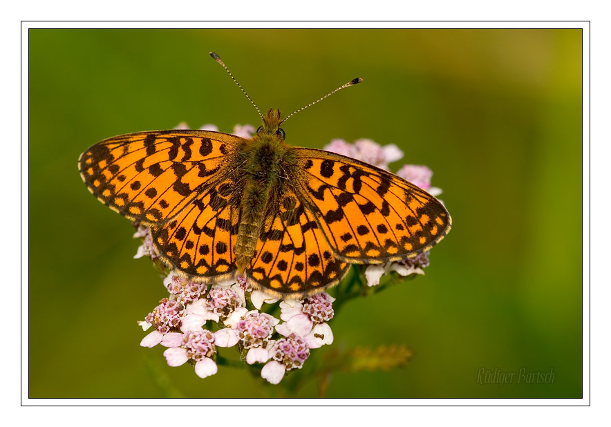 Foto - Bild- Braunfleckiger Perlmutterfalter, Boloria selene